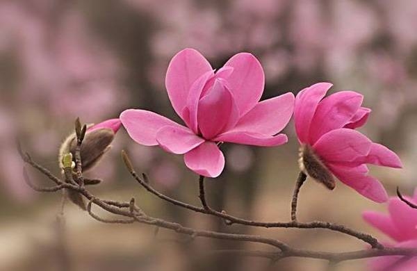 清明，獻給您一束辛夷花